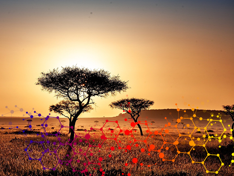 Savana - Kenya