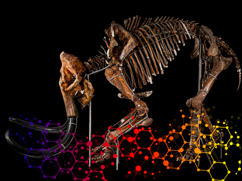 Mammuthus primigenius_Megafauna