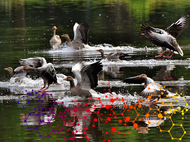 Inquinamento - uccelli migratori