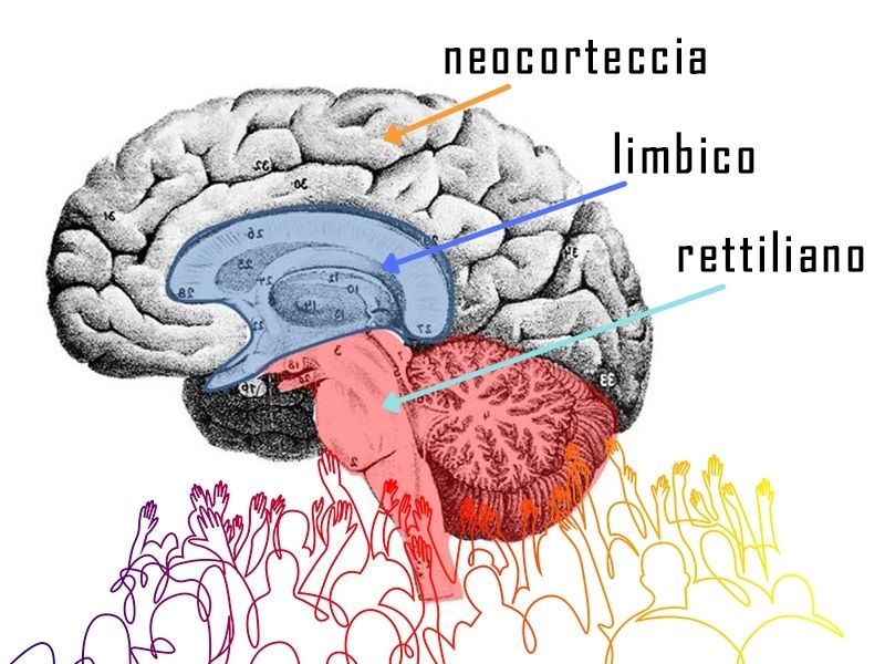 Neuromarketing - tre cervelli