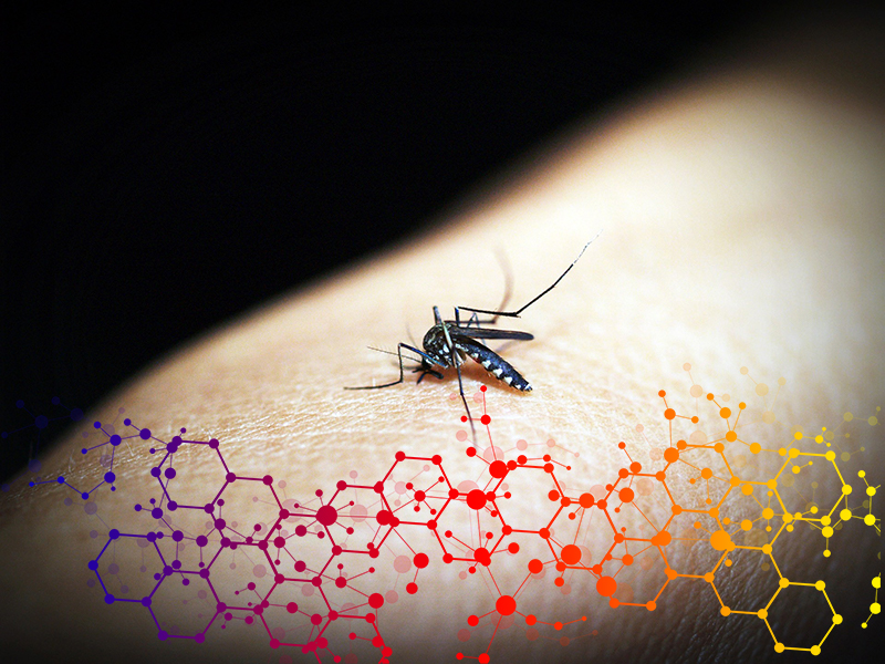 epidemie - zanzara
