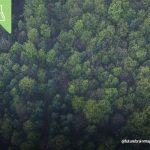 decarbonizzazione - foreste