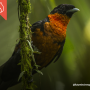 Fare ricerca e attivismo in Colombia Corvo beccafrutta golarossa
