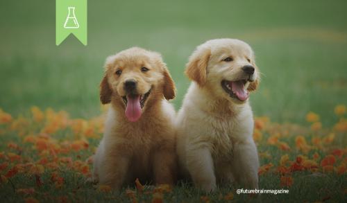 Perché i cuccioli sono così socievoli??