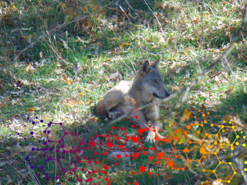 Lupo - Parco Nazionale d'Abruzzo